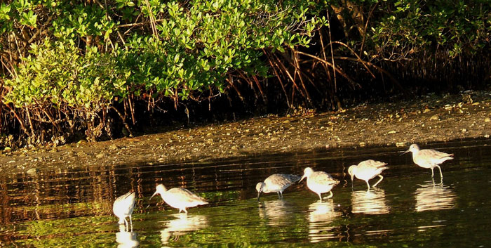 Big Edwards Island: Shallows teem with tiny creatures that become breakfast for birds.
